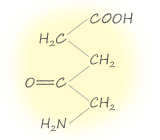 5-Aminolevulinic Acid (5-アミノレブリン酸)