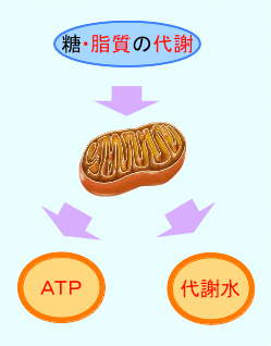 ミトコンドリアがつくる重要な成分“ATP”と“代謝水”