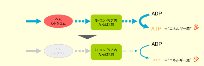 ミトコンドリアとエネルギーの関係