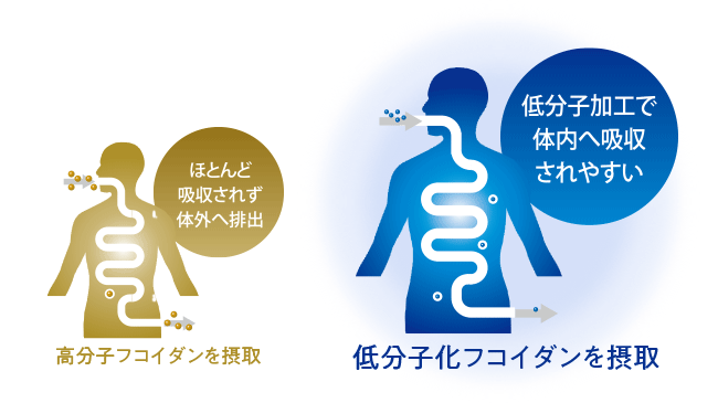 低分子加工で体内へ吸収されやすい