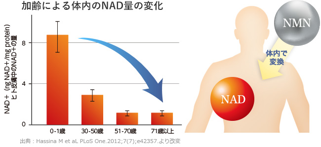 加齢による体内のNAD量の変化