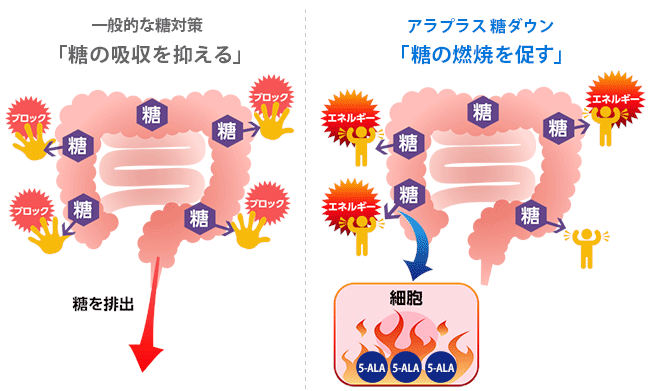 専用　糖ダウン30日　他