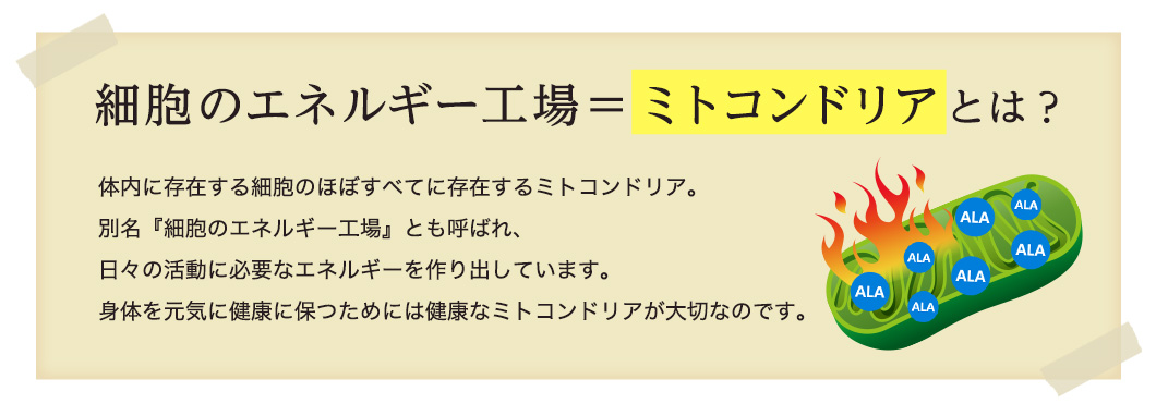 細胞のエネルギー工場＝ミトコンドリアとは？