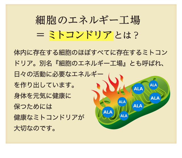 細胞のエネルギー工場＝ミトコンドリアとは？