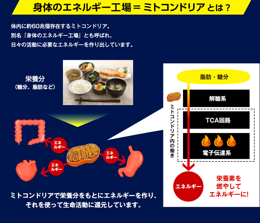 身体のエネルギー工場＝ミトコンドリアとは？