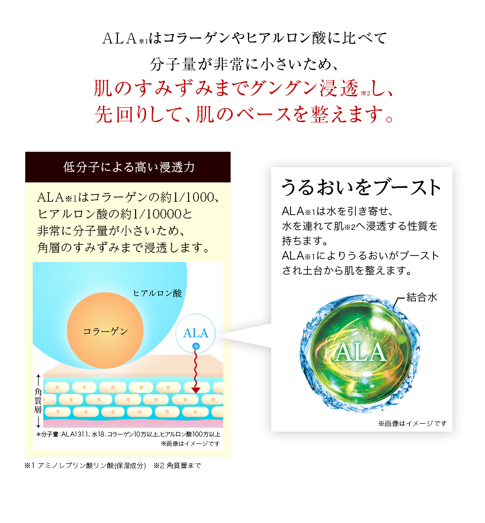 ALAはコラーゲンやヒアルロン酸に比べて分子量が非常に小さいため、角層のすみずみまで浸透します。ALAによりうるおいがブーストされ、土台から肌を整えます。