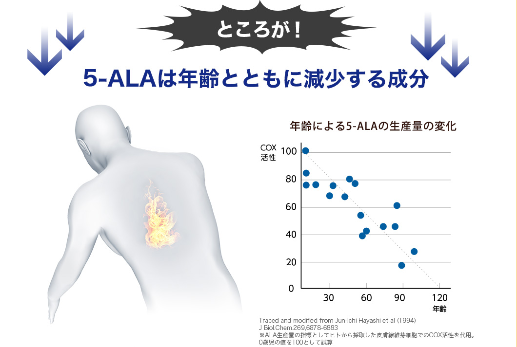 ところが！5-ALAは年齢とともに減少する成分