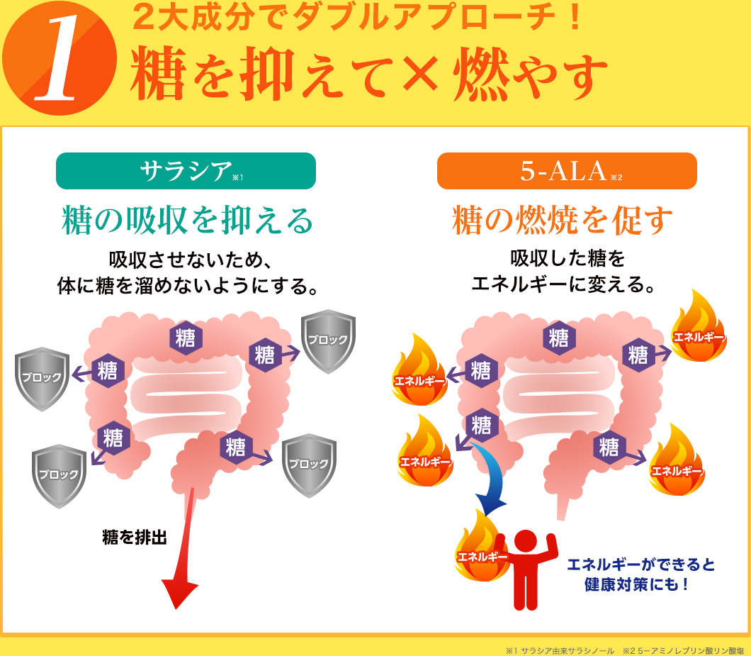 ２大成分でダブルアプローチ！糖を抑えて×燃やす