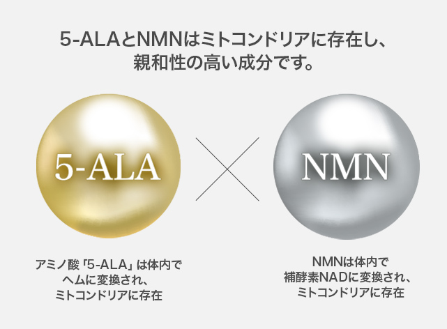 5-ALAとNMNはミトコンドリアに存在