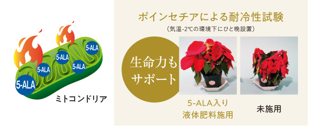ポインセチアによる耐冷性試験