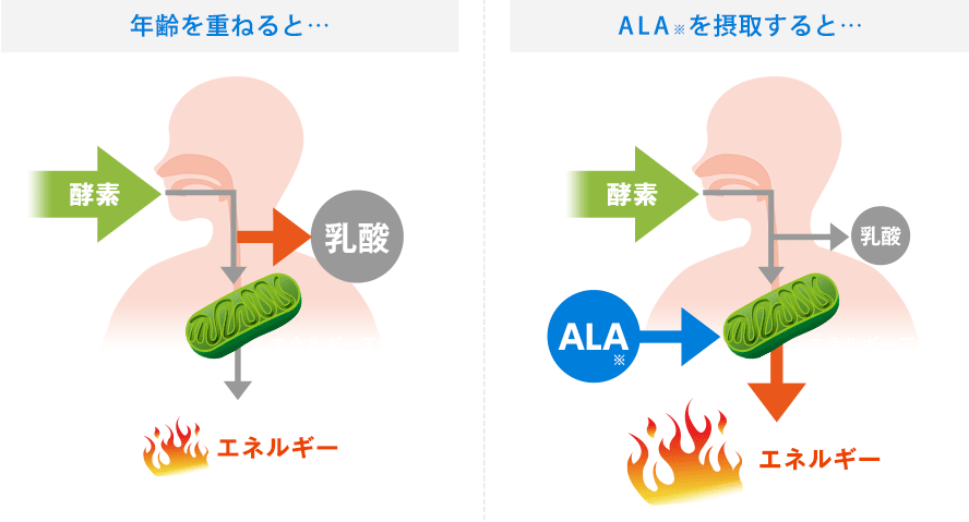 アミノ酸5-ALA