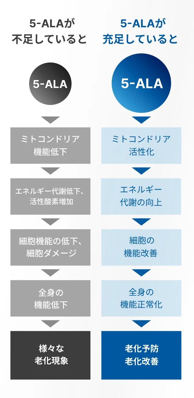 5-ALA不足と充足で細胞機能や老化への影響が異なる比較図