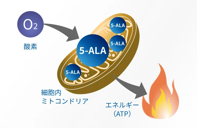 細胞内ミトコンドリアで酸素と5-ALAがエネルギーを生成する図