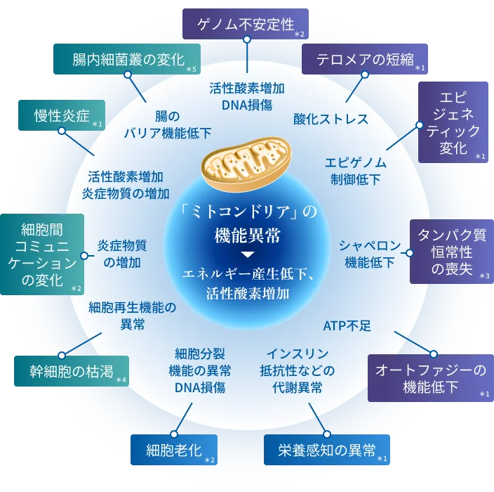 ミトコンドリア機能低下と老化要因の関係図