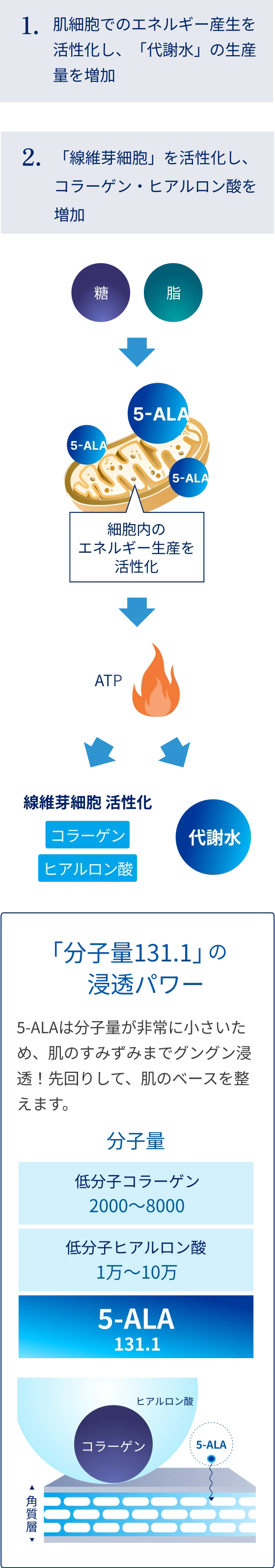 5-ALAのエネルギー産生と低分子による浸透性の高さを示す美容作用の図