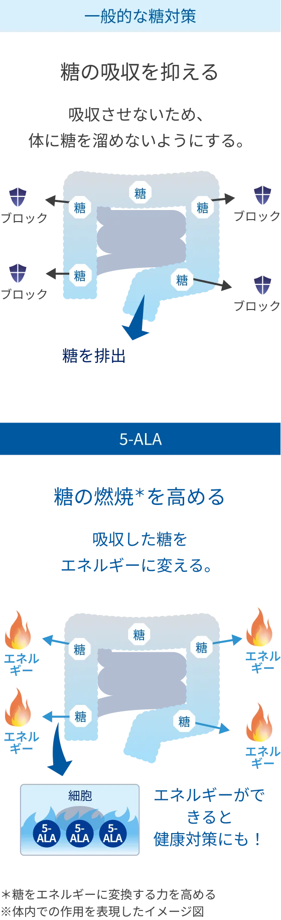 一般的な糖対策と5-ALAによる糖の燃焼促進の違いを示す図