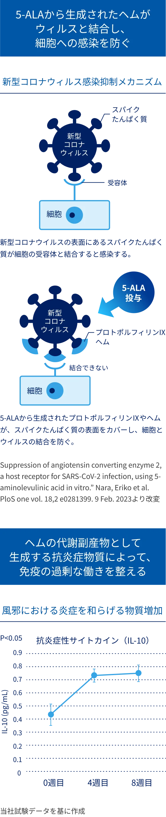 5-ALA摂取によるトリプトファンとセロトニン濃度増加を示す比較グラフの図