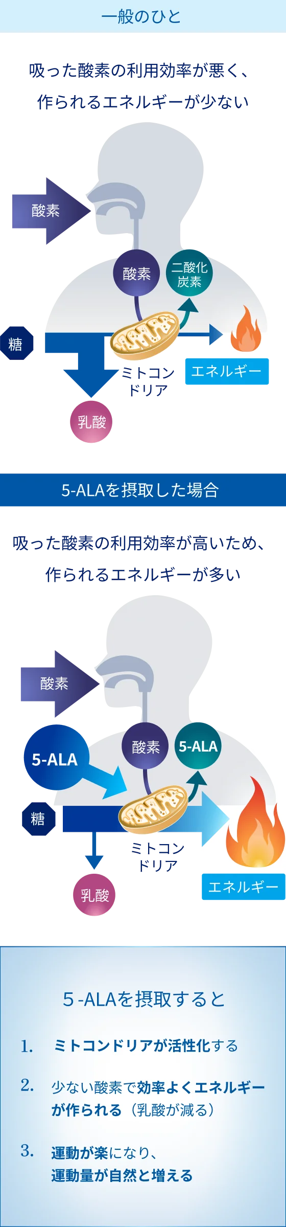 5-ALA摂取による酸素利用効率向上とエネルギー生成の違いを示す図