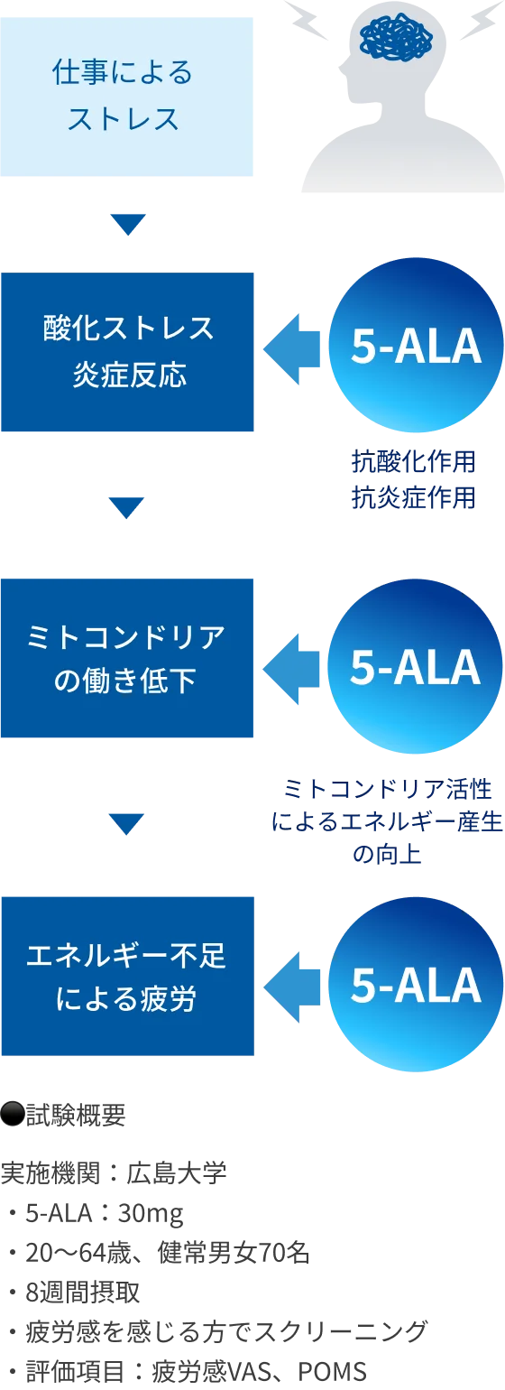ストレスによる疲労発生と5-ALAの抗酸化・エネルギー改善作用を示す図