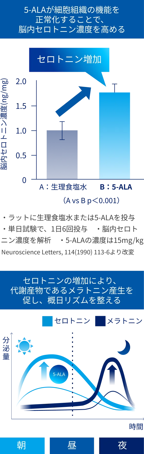 5-ALA摂取によるセロトニン増加とメラトニン生成促進を示す図